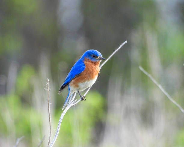 istock Eastern Bluebird (Sialia sialis) North American Songbird 1672811522