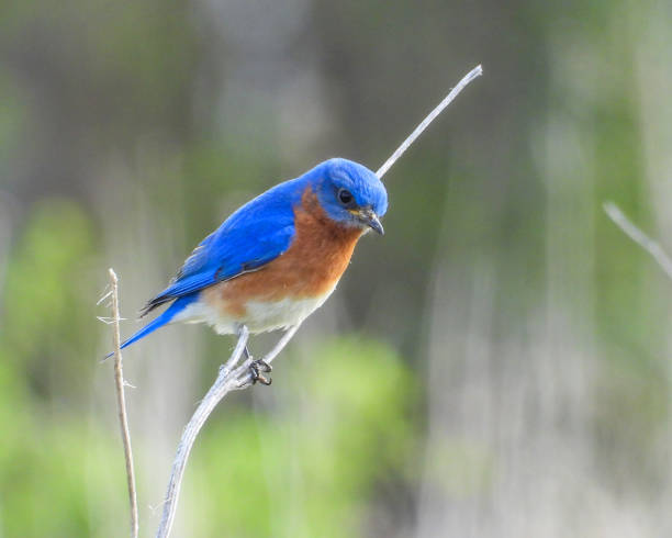 istock Eastern Bluebird (Sialia sialis) North American Songbird 1672812059