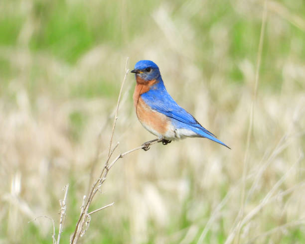 istock Eastern Bluebird (Sialia sialis) North American Songbird 1672812066