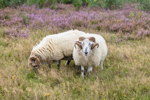 two Heidschnucken graze in a heathland