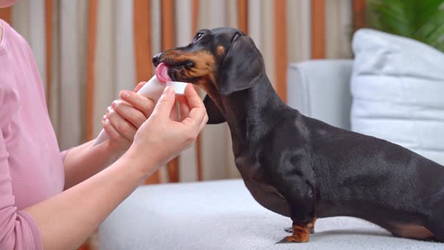 Owner opened tube of flavored toothpaste dog licks with pleasure oral treatment