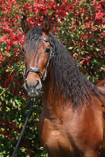 Beautiful brown andalusian stallion in front of red blossoms in spring