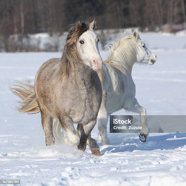 Due Welsh Ponnies In - Fotografie stock e altre immagini di Cavallo - Equino - Cavallo - Equino, Ambientazione esterna, Animale