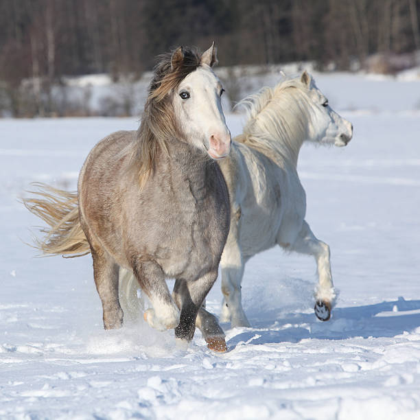 Two welsh ponnies running Welsh ponies, 2 years old grey mare and 16 years old white mare welsh pony foal stock pictures, royalty-free photos & images