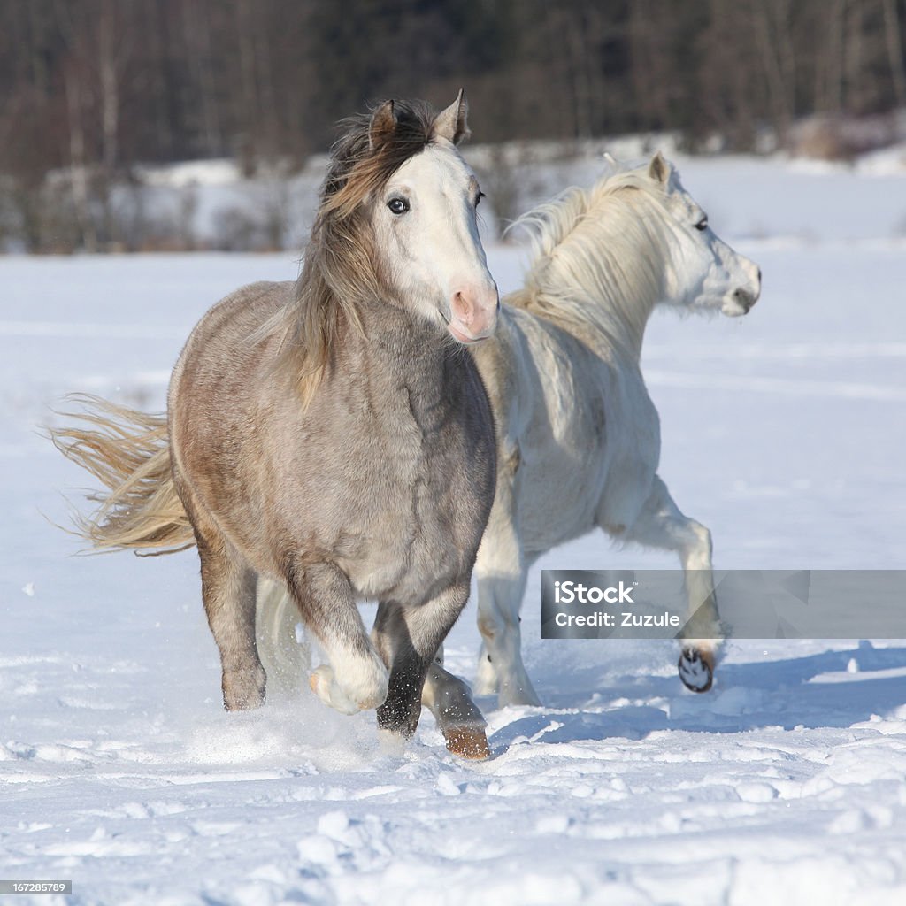 Dwa welsh ponnies biegania - Zbiór zdjęć royalty-free (Koń)