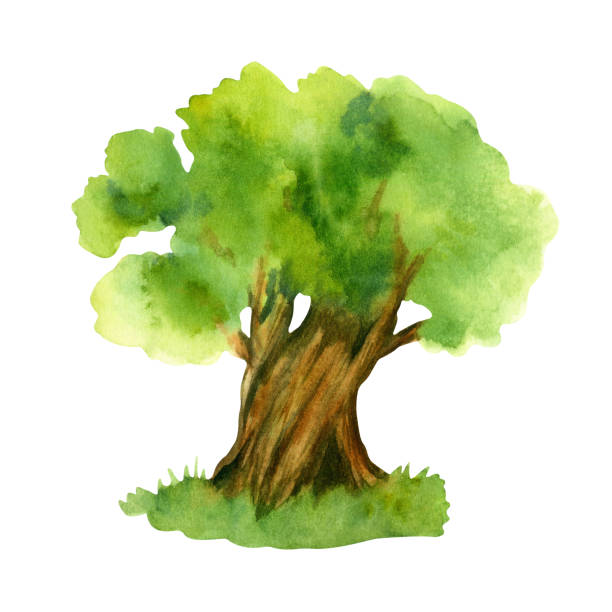 istock Hand drawn watercolor olive tree. Floral illustration isolated on a white background. 1672866660