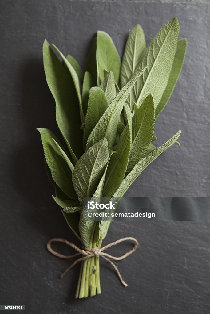 Fresh Herbs: Sage Fresh sage in a Bunch. Beauty Stock Photo