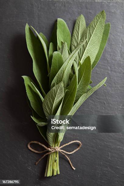 Fresh Herbs Sage Stock Photo - Download Image Now - Beauty, Bunch, Food and Drink