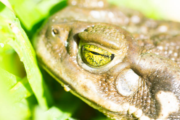Toad on the green grass field