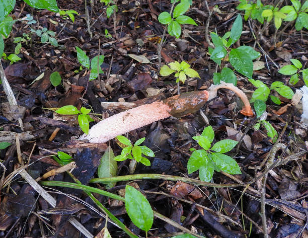 istock Stinkhorn (Phallaceae spp.) Mushroom Growing in Illinois 1672876924