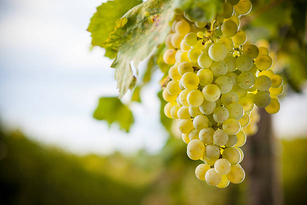 Close-up of a bunch of green grapes Organic Grapevine  champagne grapes stock pictures, royalty-free photos & images