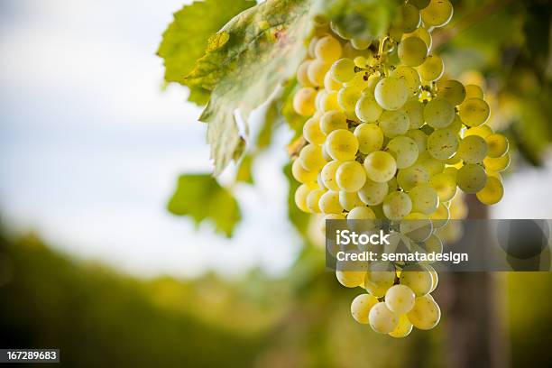 Closeup Of A Bunch Of Green Grapes Stock Photo - Download Image Now - Grape, Prosecco, Champagne