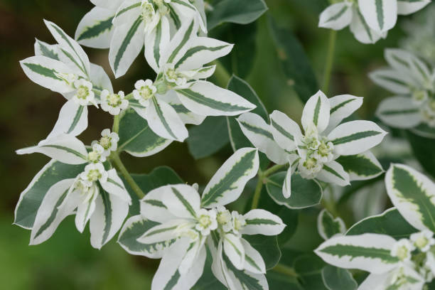 istock white small flowers, green, white leaves 1672919511