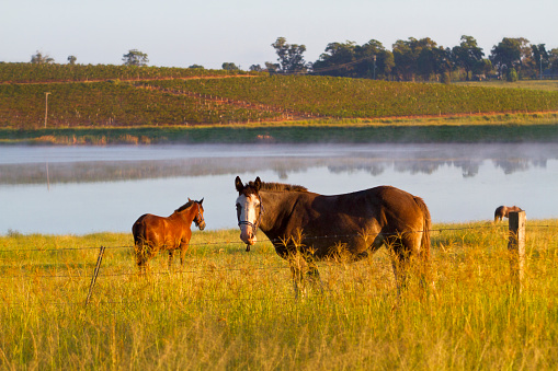 Depth of field view of two horses in a paddock in the morning light at the Hunter Valley, NSW