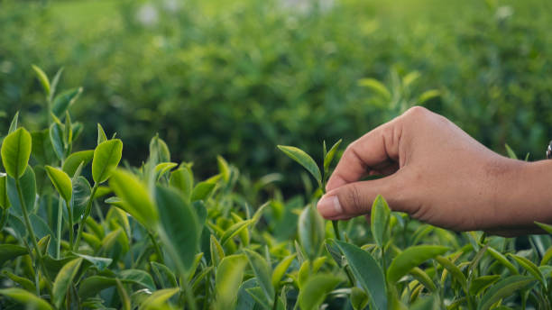 woman hand plucking green tea tree picking bud young tender camellia sinensis leaves organic farm. hand holding harvest plucking black green tea herbal agriculture. woman work black tea farm harvest - tea crop tea leaves plantation farmer imagens e fotografias de stock