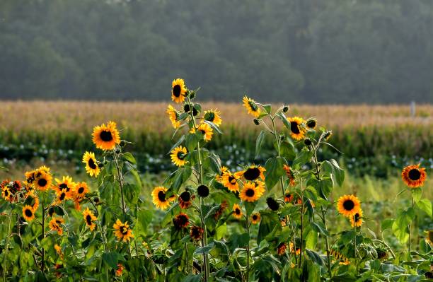 istock A Meadow of Wild Sunflowers 1672983865
