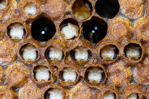 Uncapped Honey Bee Pupae