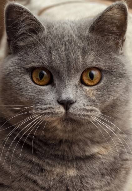 istock domestic cat portrait 1672993506