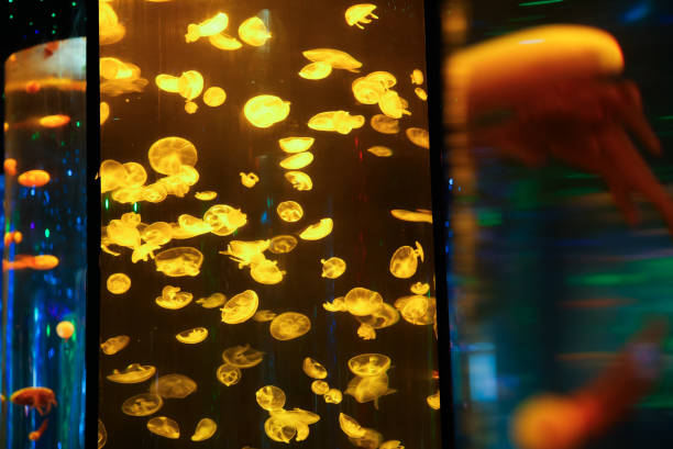 istock Colorful Jellyfish in Aquarium 1672994076
