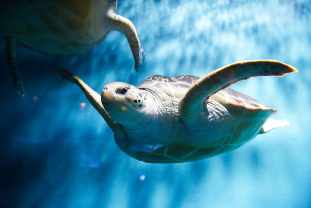 istock Sea turtles swim in aquarium tank 1672995166