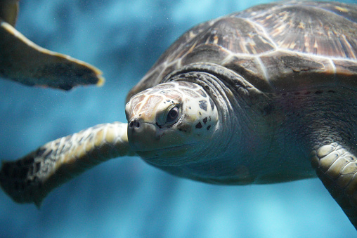 Sea turtles swim in aquarium tank
