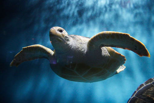 Sea turtles swim in aquarium tank