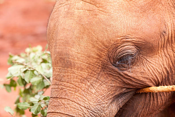 Close-up view on forehead of baby elephant chewing branch. Sheldrick Elephant Orphanage in Nairobi, Kenya. 