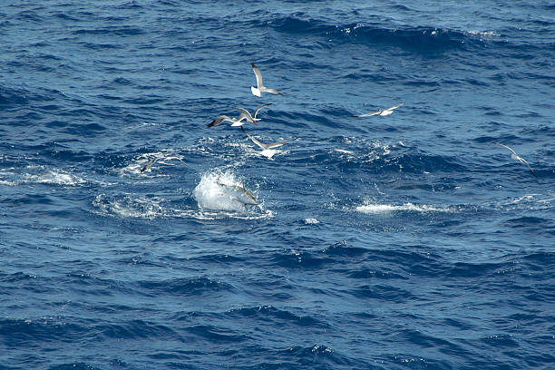 istock Tuna jumping and gulls diving 167301357