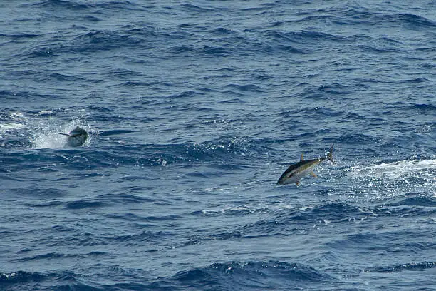 Photo of Leaping yellowfin tuna
