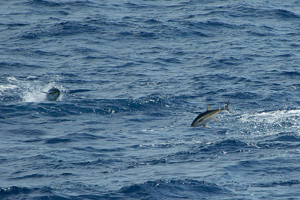 leaping желтопёрый тунец - yellowfin tuna стоковые фото и изображения