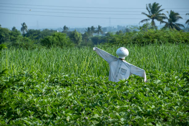 Farmer standing in the cotton crop field.