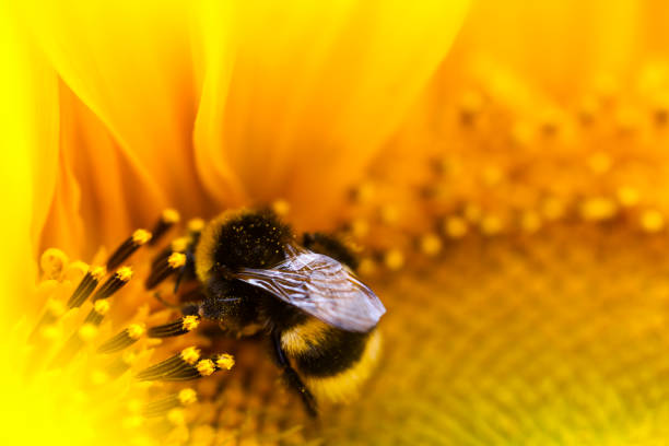 Bumblebee. Bumblebee on sunflower. helianthus stock pictures, royalty-free photos & images