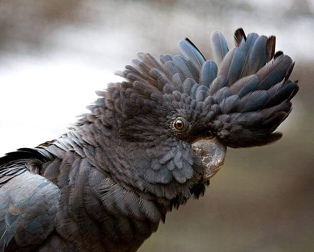 istock Red-tailed Black-Cockatoo ( Calyptorhynchus banksii ) 167302715