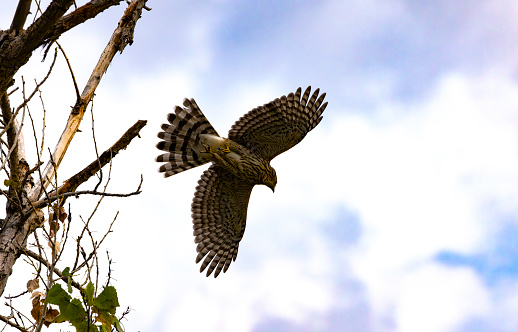 Coopers Hawk opens wings and swoops down from tree perch in early morning hunt at Fort Lowell Park in Tucson, Arizona, United States
