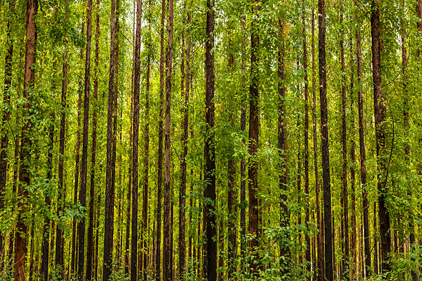 ユーカリの林 - eucalyptus wood ストックフォトと画像