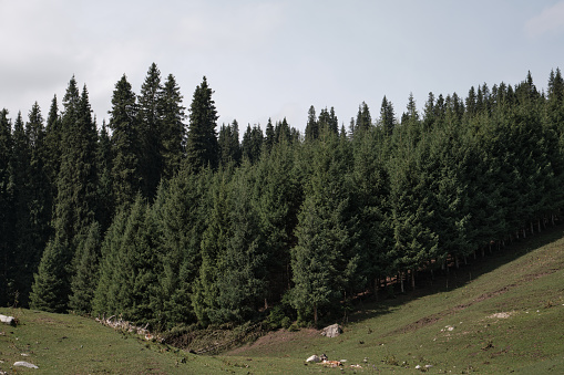 Spruce forests and grasslands，Comfortable, calm, heaven, paradise, peaceful, Shot in Altay, northern Xinjiang