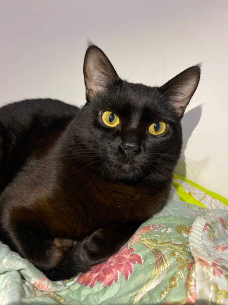 istock A black cat resting on the bed 1673051120