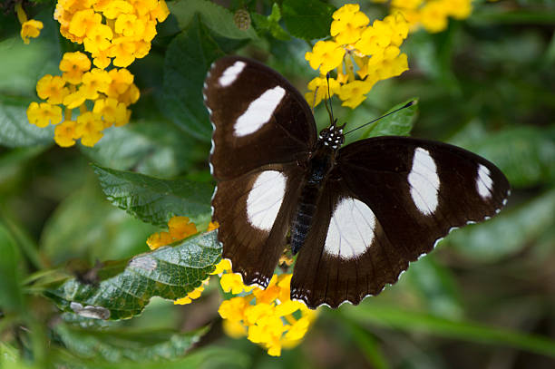 Borboleta e flores - fotografia de stock