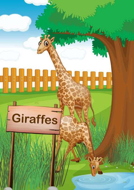 Giraffe Drinking Illustrations, Royalty-Free Vector Graphics & Clip Art -  iStock