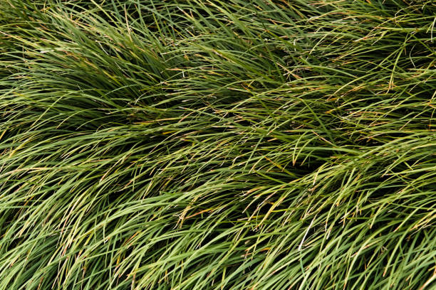 istock close up view of grasses 1673060024
