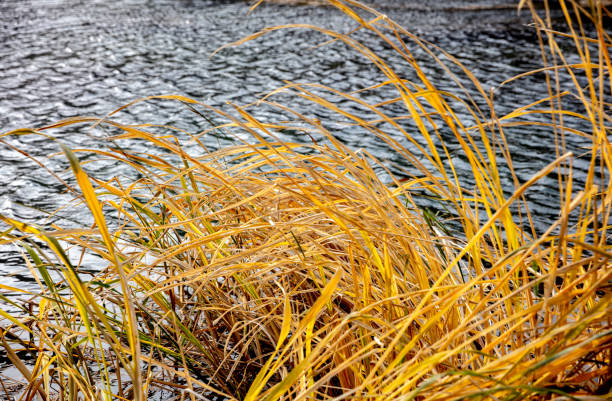 Withered reeds by the lake in autumn