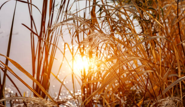 Withered reeds by the lake in autumn