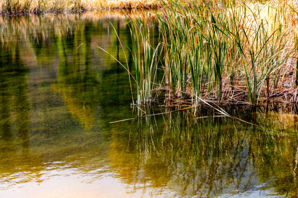 istock Autumn water plants reflected in calm lake water 1673067415