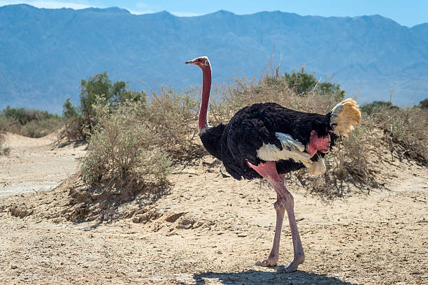istock Male of African ostrich (Struthio camelus) 167306748