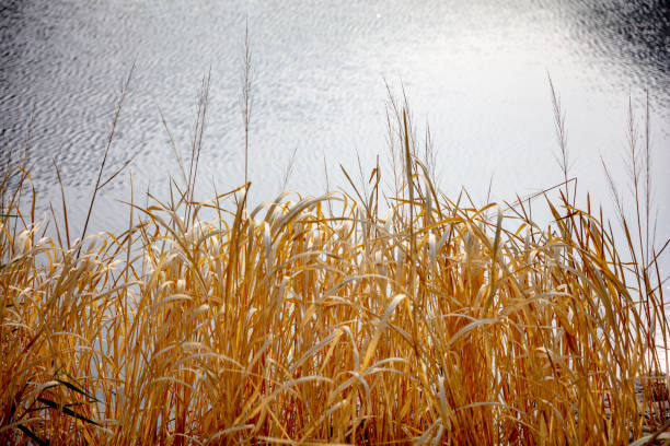 Withered reeds by the lake in autumn