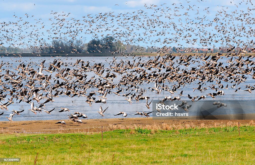 flock of Greylag Goose during autumn migration at Lake (Germany) All autumn flock of Greylag Goose during autumn migration comes to rest at Guelper lake in Havelland. (Brandenburg, Germany). Soft focus on starting Greylag Goose 2011 Stock Photo