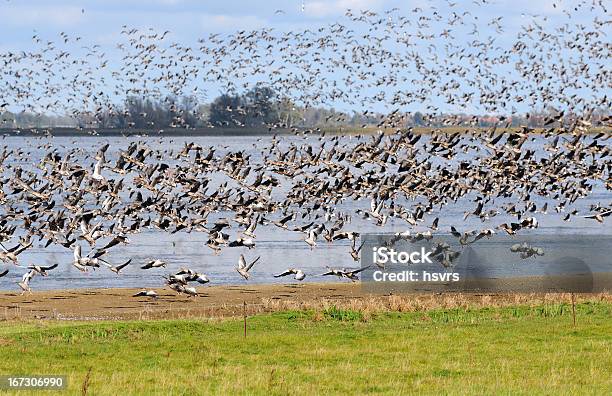 Flock Of Greylag Goose During Autumn Migration At Lake Stock Photo - Download Image Now