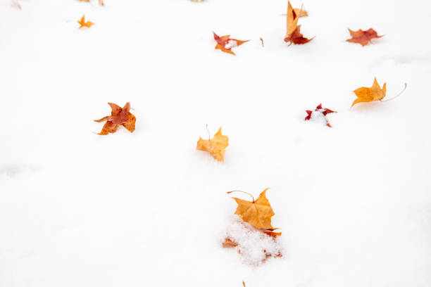 The branches are covered with fresh snow
