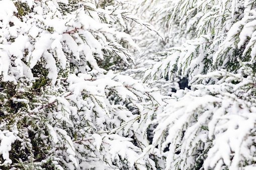 Winter Snow Covering Evergreen Pine Tree Woods Forest Landscape