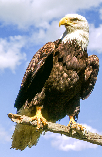 Bald Eagles have white heads and tails with dark brown bodies and wings. Their legs and bills are bright yellow. Young birds have dark heads and tails; their brown wings and bodies are mottled white.